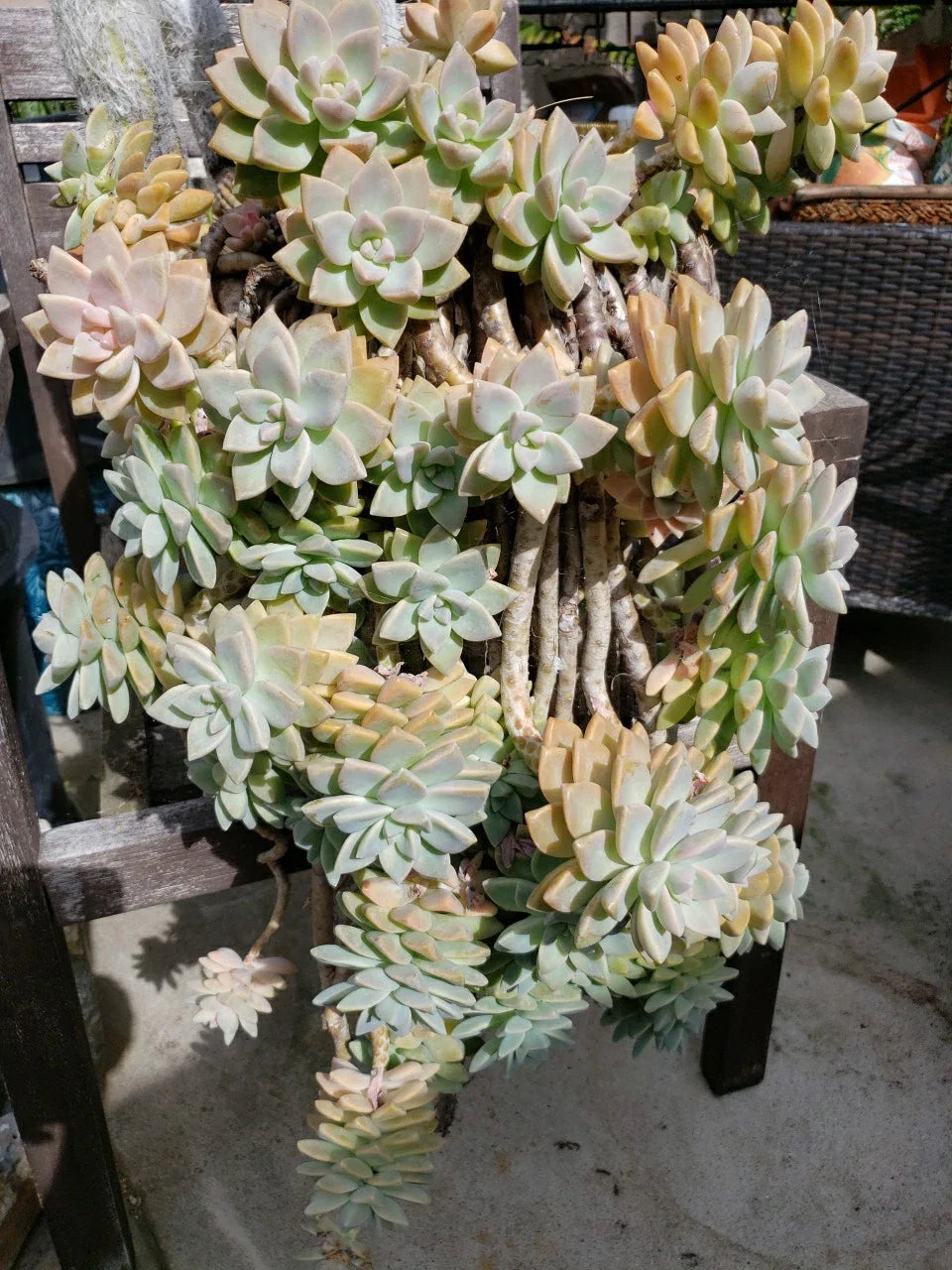 Hanging Succulent Cuttings - 5 Pack - No Roots - Assorted Varieties - Ideal for DIY Planters and Decor