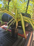 XL Variegated Pandanus Sanderi Spiny Screw Pine Live Plant (Pandanus baptistii)