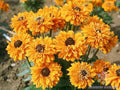 Goldilocks Rudbeckia Seeds - 200+ Count for Garden Planting - Black-eyed Susan (Rudbeckia hirta) - USA Grown