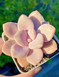 Graptopetalum Murasaki Succulent 2.75-Inch Pink Live Plant - Fully Rooted, Pastel Rosette, Bubblegum Pink, G. 'Murasaki'