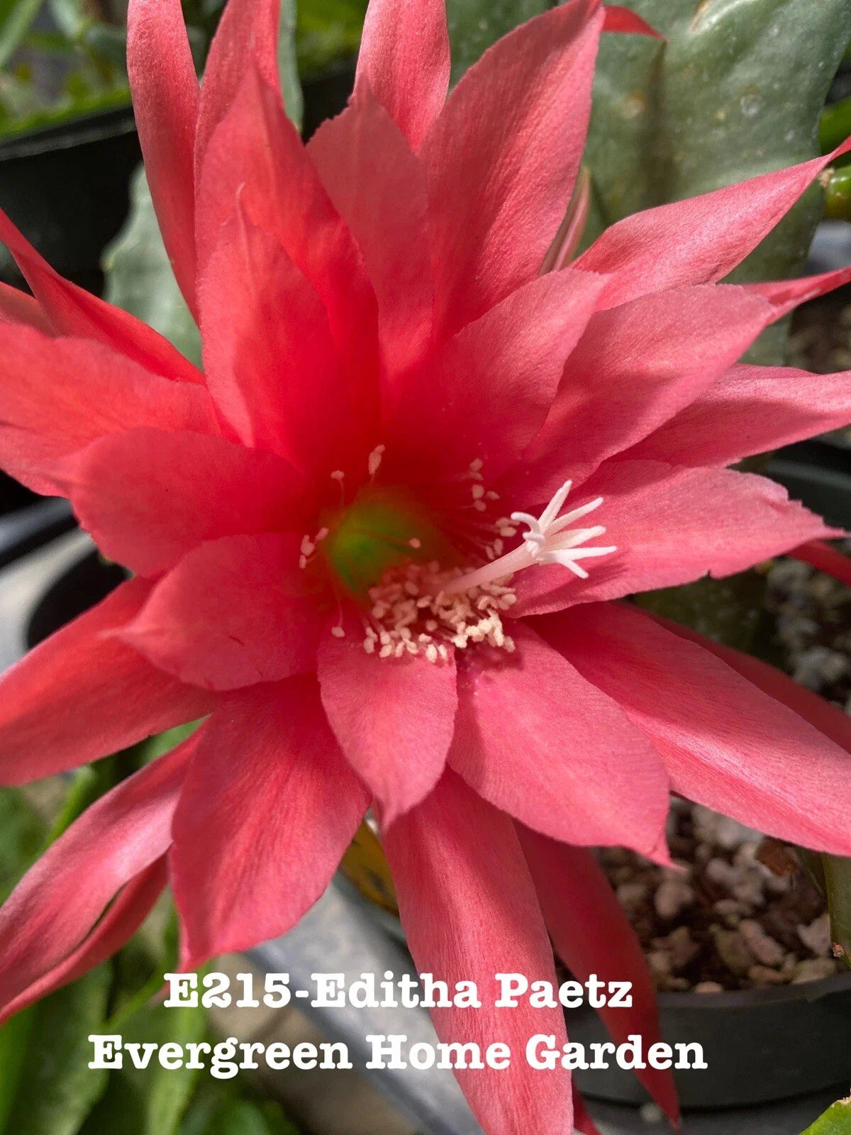 Epiphyllum Orchid Cactus Editha Paetz in 4" Starter Pot - Rooted Houseplant for Indoor Gardening, Easy Care Succulent