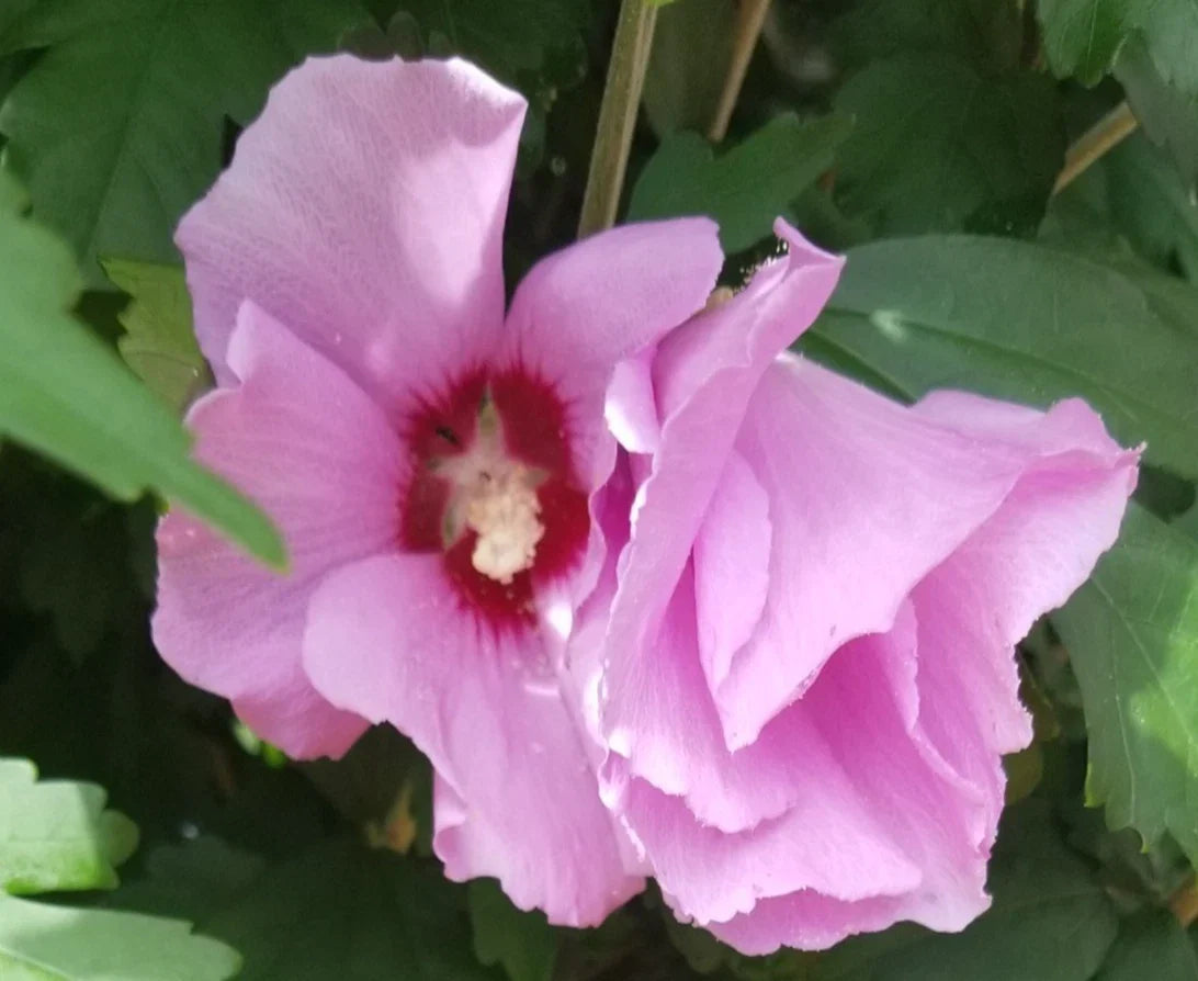 Pink Rose of Sharon Hibiscus Plant - Organic Live Rooted Plant in Water - Hibiscus syriacus