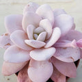 Echeveria Laui Seeds Pack of 100 - Rare Pink Succulent Seeds for Planting
