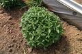 Spicy Globe Basil Seeds - 100-5000 Seeds - Compact Shrubs for Patio Containers - Ocimum basilicum