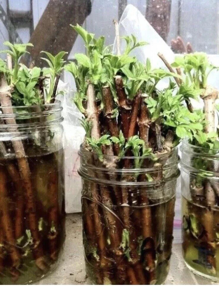 Elderberry Cuttings Unrooted - 3 Organic Sambucus Bush Shrub Perennials - Native Medicinal Plants for Forest Garden