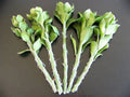 Pereskiopsis spathulata Grafting Stock Cactus Cuttings | 5x 4" Leaf Cacti for Grafting