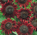 Velvet Queen Sunflower Seeds 50+ Pack | Annual Variety for Garden | Attracts Bees & Birds | Helianthus annuus