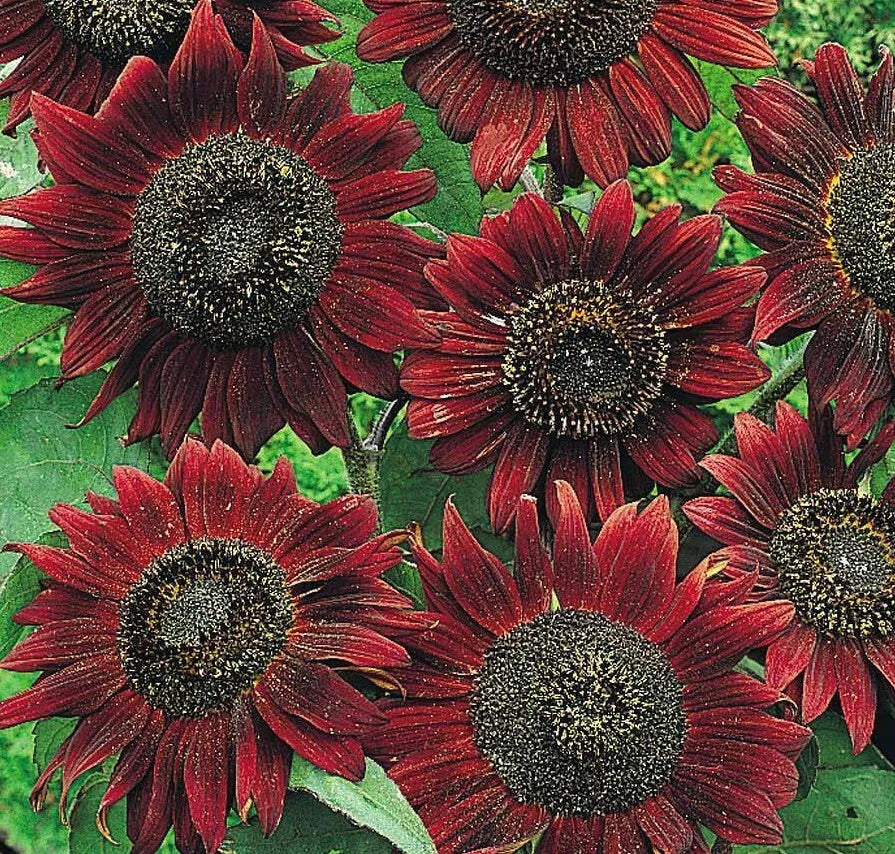 Velvet Queen Sunflower Seeds 50+ Pack | Annual Variety for Garden | Attracts Bees & Birds | Helianthus annuus