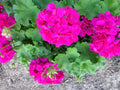 Magenta Geranium Starter Cuttings - Fresh Live Plant - 3x6" - Pelargonium spp.