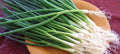 Green Onion Seeds - 200+ Tokyo Long White Bunching Onion Scallion Seeds - Allium fistulosum - Fresh US Supply