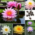 Bonsai Lotus Seeds - 10 Seeds - Flowering Water Bonsai with Lily Pad - Nymphaea spp.