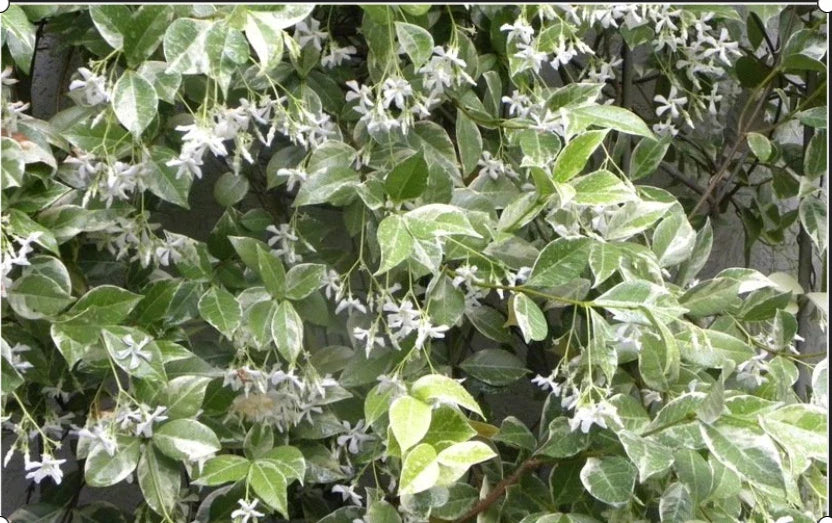 Variegated Confederate Jasmine Starter Plant - Trachelospermum jasminoides - Rooted for Easy Growth