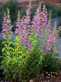 Showy Penstemon Seeds - 100 Pack - Penstemon Spectabilis - 2024 Harvest - USA Grown