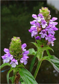 HEAL-ALL Medicinal Herb Seeds - 100+ Pack - Prunella Vulgaris - All-Heal, Self Heal