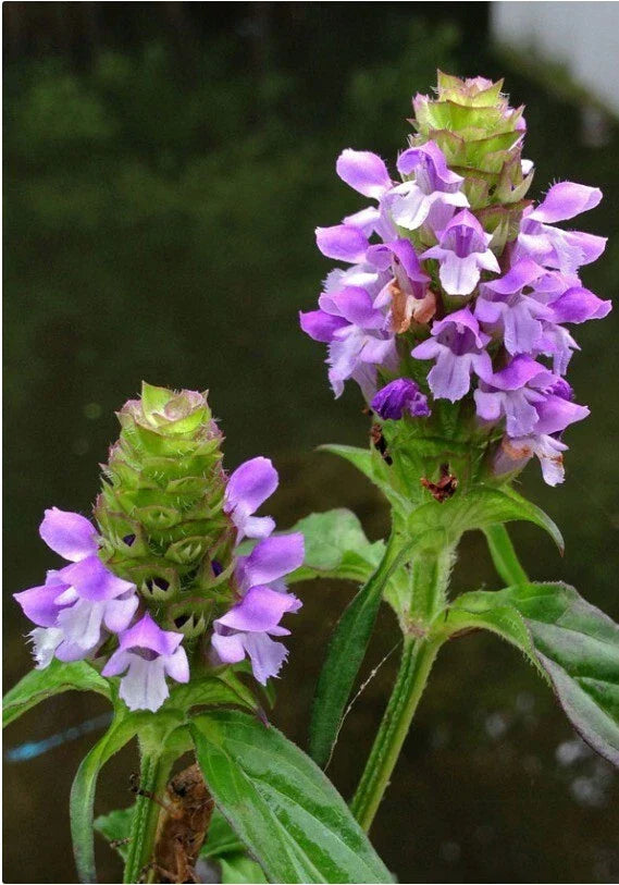 HEAL-ALL Medicinal Herb Seeds - 100+ Pack - Prunella Vulgaris - All-Heal, Self Heal