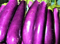 Long Purple Eggplant Seeds - Non-GMO 100+ Seeds for Gardening - Solanum melongena