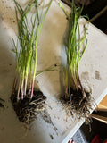 Garlic Chive Plants - 2 Sets (20 plants) - Allium tuberosum - Herb for Cooking and Garnishing