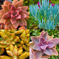 Rainbow Succulent Bundle - 4 Colorful Live Succulents/Cuttings - Varied Selection of Unique Plants
