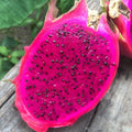 200 Red Dragon Fruit Seeds - Pitaya, Pitahaya, Hylocereus Undatus - Rare Cactus for Home Garden