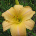 Hemerocallis Daylily 'Eurasia' 1 Fan Bareroot Live Starter Plant - Perennial Flower, Garden Decor