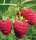 Heritage Red Raspberry Plant - Everbearing, Rooted, Zones 4-8 - Medium Size, Self-Pollinating, Rubus idaeus