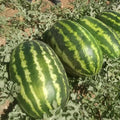 25+ Crimson Sweet Watermelon Seeds - Red - Non-GMO - Heirloom - Organic - Citrullus lanatus
