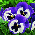 Pansy Seeds - 50 Pack - Character Blue Mariner - Viola tricolor