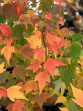 Trident Maple Trees Set - 6-12" Tall - 4" Pot - Acer buergerianum - Deciduous Tree