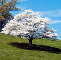White Dogwood Trees Set - 6-8" Tall - 4" Pot - Cornus Florida - Ornamental Saplings - No Ship to FL, NM, AK, HI, PR, ID, MT, UT