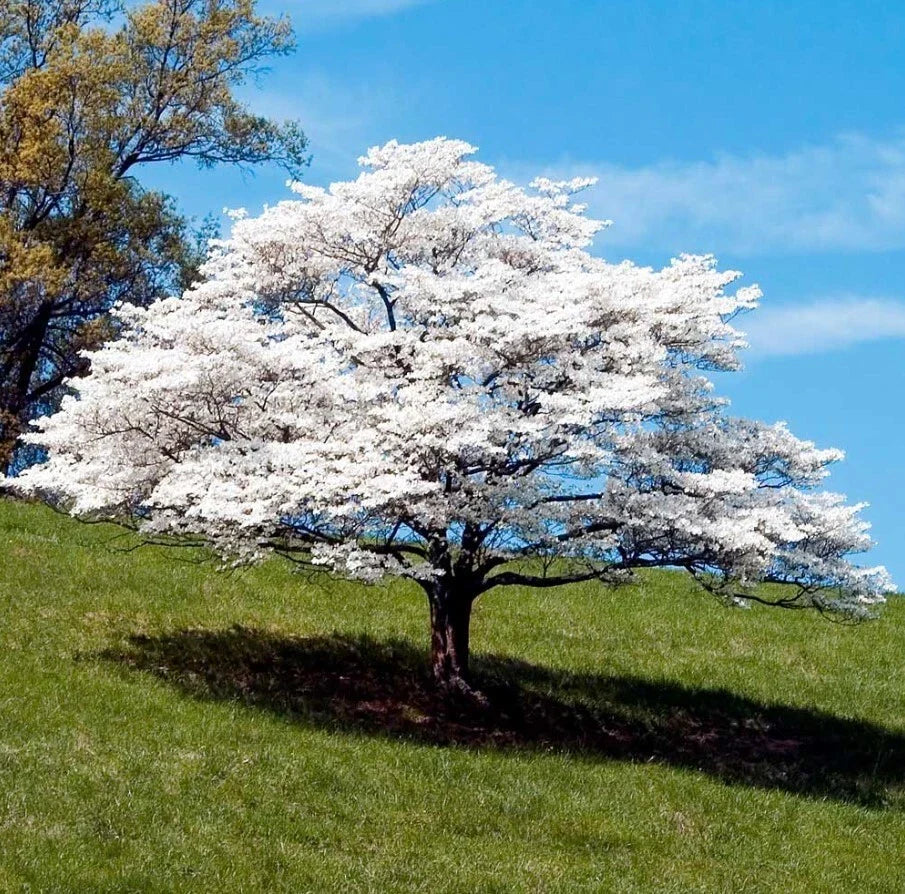 White Dogwood Trees Set - 6-8" Tall - 4" Pot - Cornus Florida - Ornamental Saplings - No Ship to FL, NM, AK, HI, PR, ID, MT, UT