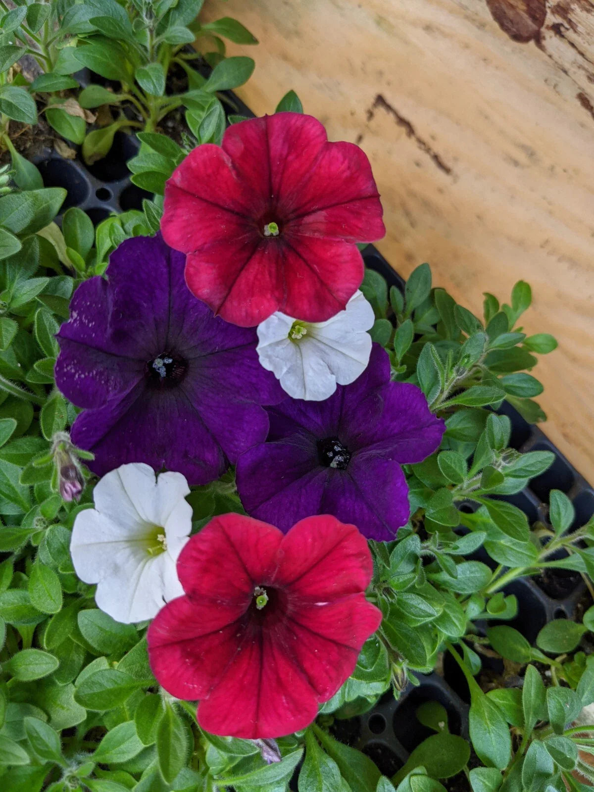 Petunia Combo Plants, 9" Baby Plugs, Easy Wave Red Velour, Navy Velour, Shock Wave White, Petunia × atkinsiana