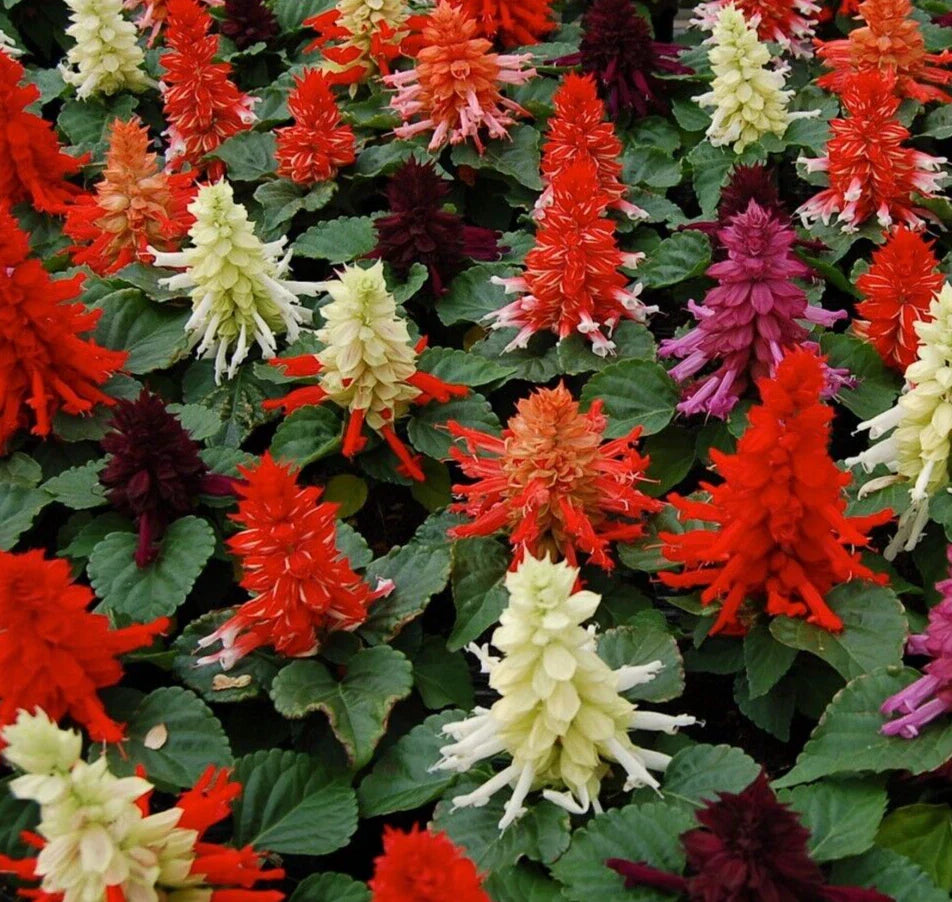 Salvia Seeds - 25 Count - Reddy Mix - Salvia splendens
