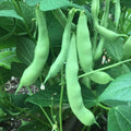 Green Bean Seeds - Roma II Variety - Fresh NON-GMO Seeds - Phaseolus vulgaris