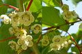 Clark Male Kiwi Pollinator Plant - Live Rooted Cutting for Zones 4-8 - Actinidia deliciosa