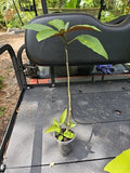 Shooting Star Plant 3" Pot Starburst Clerodendrum Quadriloculare Live 16" Indoor Outdoor Decor