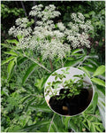 American Elderberry Starter Plant - 2"x3" Pot - Sambucus canadensis - Edible Berries, Drought Tolerant, Native Plant