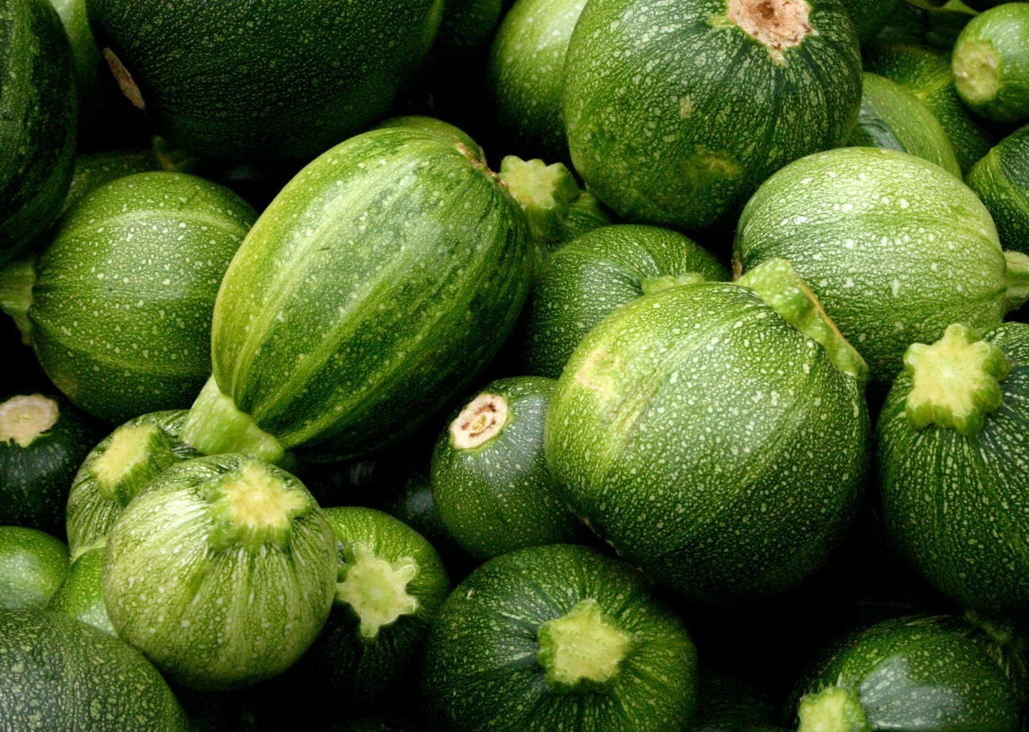 Zucchini Round Seeds 20 Ct Non-GMO Summer Vegetable Cucurbita pepo - USA Free Shipping