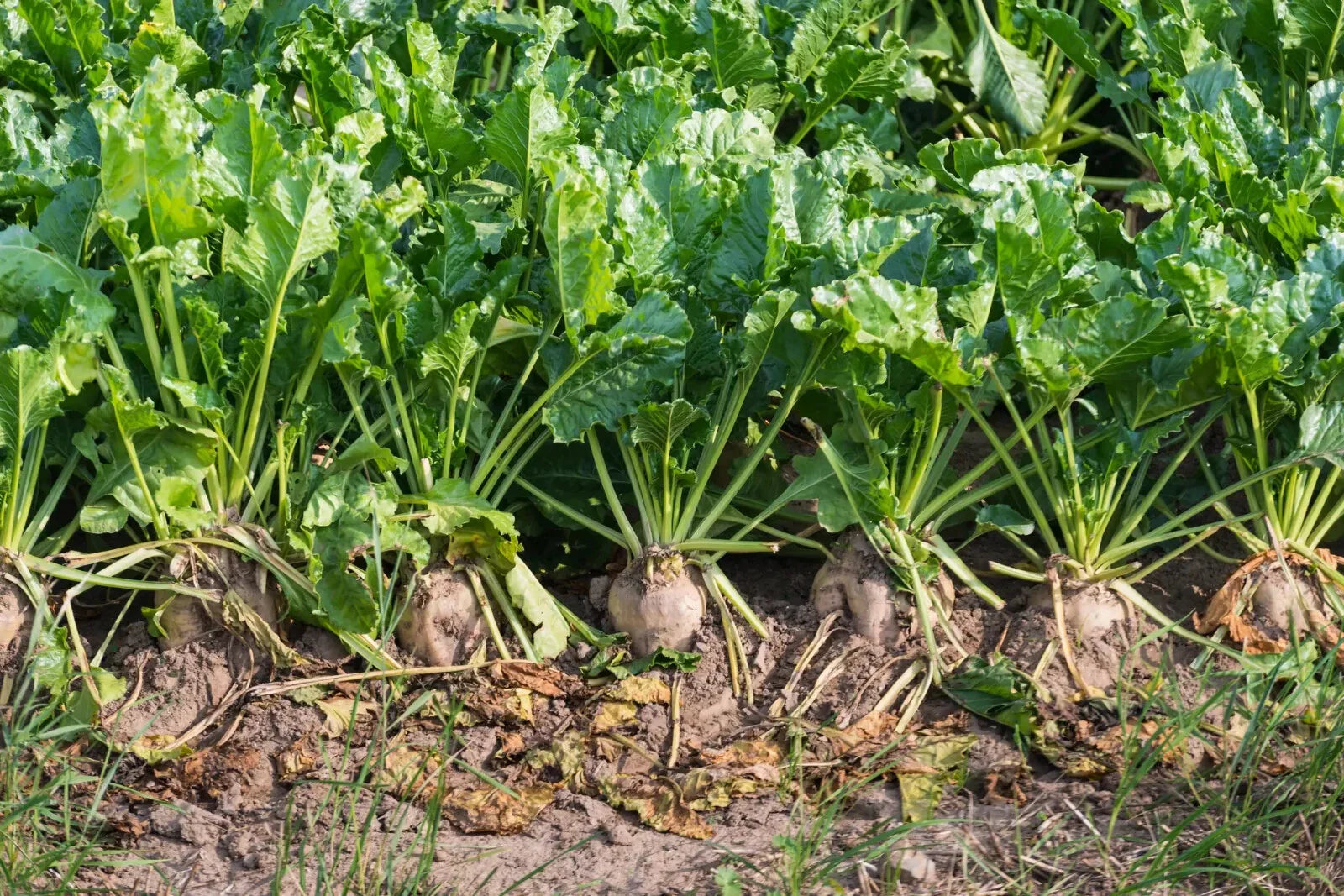 Sugar Beet Seeds, NON-GMO, Fodder Beet, Remolacha, Betterave, Beta vulgaris, Free Shipping