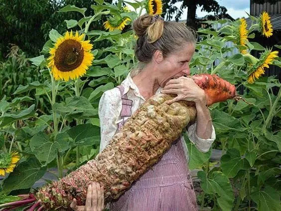 Mammoth Red Mangel Beet Seeds - 50 Seeds - Big Bodacious Beets - Beta vulgaris