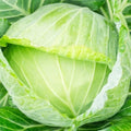 Golden Acre Cabbage Seeds | NON-GMO Heirloom Seeds | Fresh Garden Seeds | Brassica oleracea