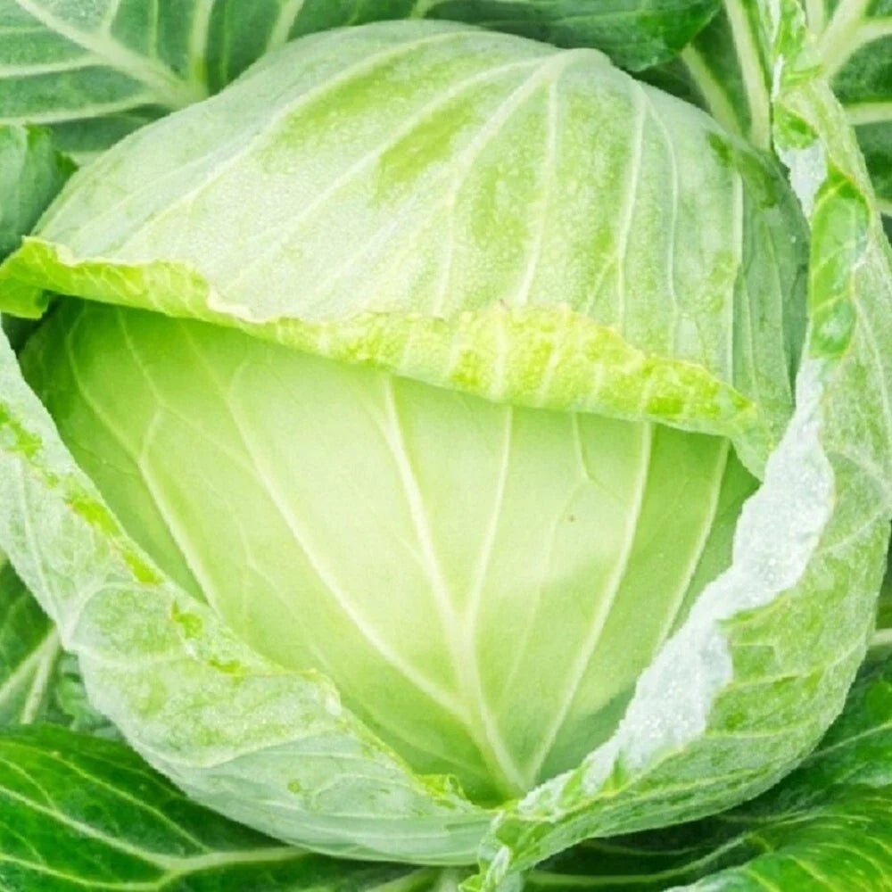 Golden Acre Cabbage Seeds | NON-GMO Heirloom Seeds | Fresh Garden Seeds | Brassica oleracea