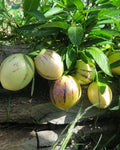 Pepino Melon Seeds - 20 Seeds of Sweet Cucumber (Solanum muricatum) - Unique Fruit for Home Gardening