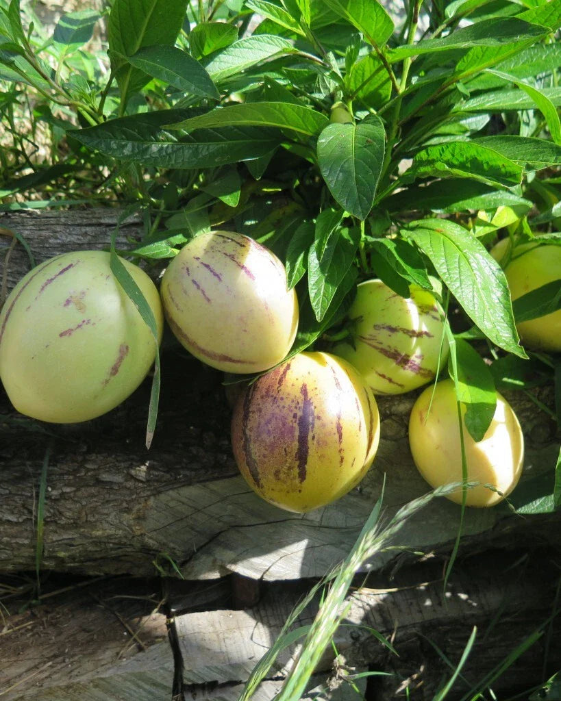 Pepino Melon Seeds - 20 Seeds of Sweet Cucumber (Solanum muricatum) - Unique Fruit for Home Gardening