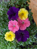 Petunia/Petchoa Live Plants Combo, 288 Plugs, May Flowers Collection - Easy Wave Navy Velour, Caliburst Yellow, E3 Coral