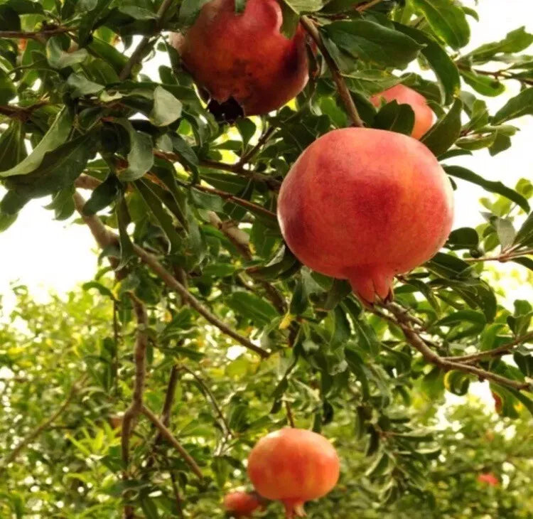 Pomegranate Tree Live Plant - Easy Care Fruit Tree - Punica granatum - Low Maintenance, Thriving Garden Addition