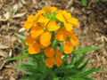 1200 Seeds Wallflower, Siberian Fragrant Biennial, Erysimum suecicum, GroCo USA, Buy Any 15 Ships Free