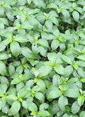 200+ Seeds Egyptian Spinach Saluyot Jute Molokhia - Heirloom Vegetable Seeds for Home Gardening