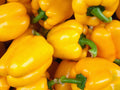 Golden Cal Wonder Bell Pepper Seeds - 50+ Yellow Sweet Vegetable - Capsicum annuum - USA, Free Shipping
