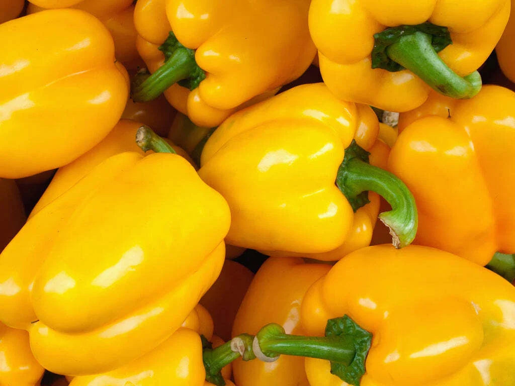 Golden Cal Wonder Bell Pepper Seeds - 50+ Yellow Sweet Vegetable - Capsicum annuum - USA, Free Shipping