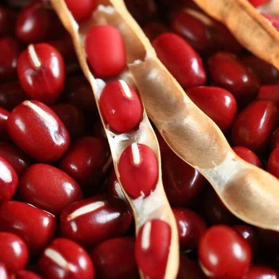Adzuki Red Bean Seeds - 50+ Count - Asian Vegetable Seeds - Vigna angularis for 2025 Planting in USA